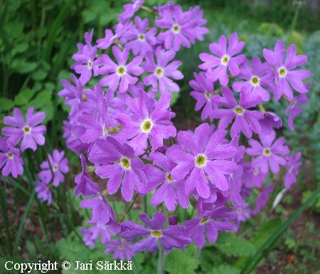 Primula saxatilis